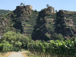 wijngaarden op de heuvels van de Ahr