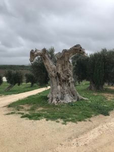 eeuwenoude olijfboom bij Amastuola in Puglia