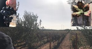 wijngaard Coppi Puglia