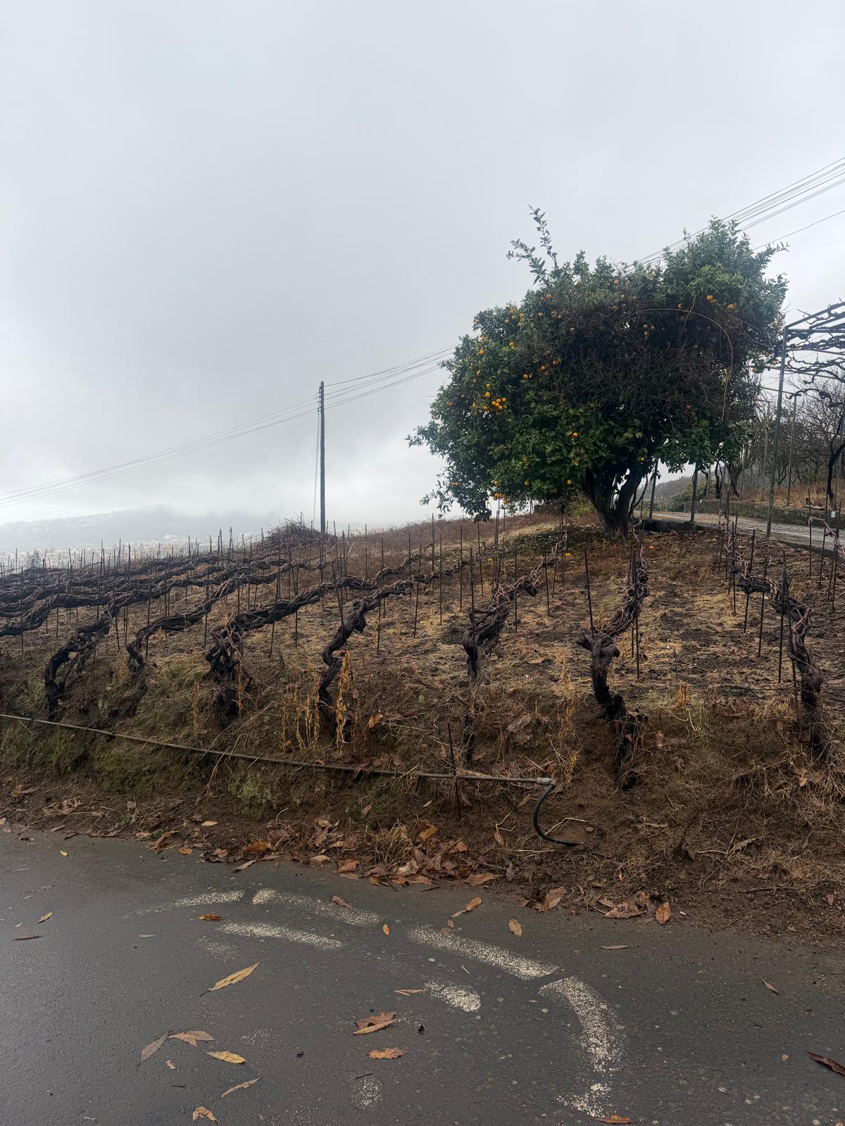 cordon trenzado bij aurutava